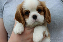 cavalier-king-blenheim