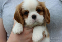 Cavalier king blenheim