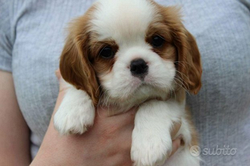 Cavalier king blenheim