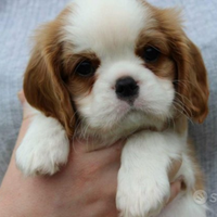 Cavalier king blenheim