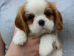 Cavalier king blenheim