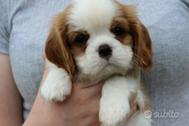 Cavalier king blenheim