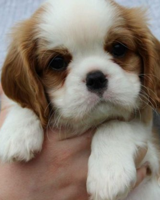 Cavalier king blenheim