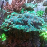 Pocillopora