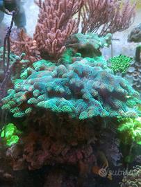 Pocillopora