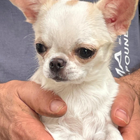 Cucciola chihuahua