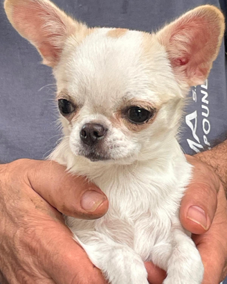 Cucciola chihuahua