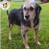 Femmina meticcia - 5 anni circa