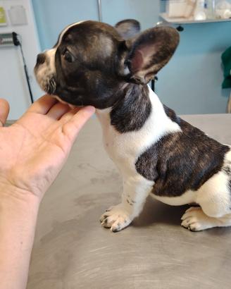 bulldog  francese  con certificato di razza