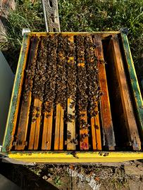 Nuclei disponibili Melifera Ligustica