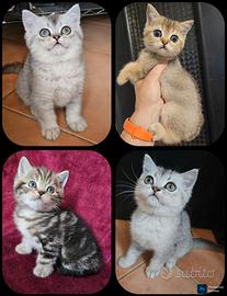 meravigliosi cuccioli british shorthair pedigree 