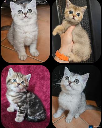 meravigliosi cuccioli british shorthair pedigree 