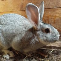 Conigli Carmagnola