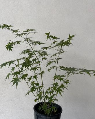 Acero palmato