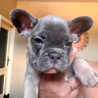 Bulldog francese