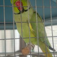 Parrochetto dal collare Maschio