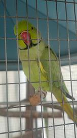 Parrochetto dal collare Maschio