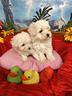 cuccioli-di-colore-crema-molto-chiaro-maltipoo