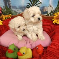 Cuccioli di Colore Crema Molto Chiaro Maltipoo