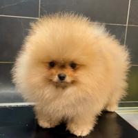Spitz Pomerania nano