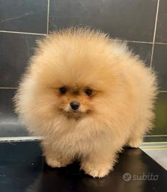 Spitz Pomerania nano