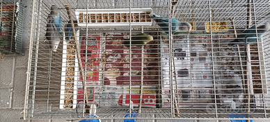 Inseparabili anno2025