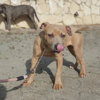 Pitbull