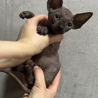 Sphynx