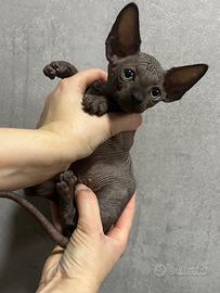 Sphynx