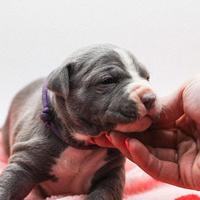 American pitbull terrier