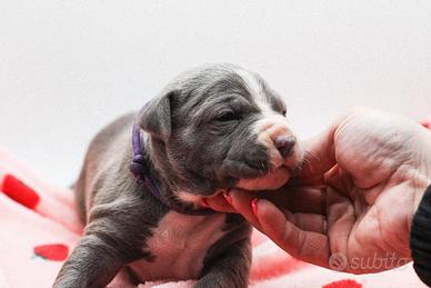 American pitbull terrier