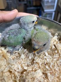 Inseparabili allevati a mano