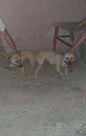 Cucciola pitbull adba