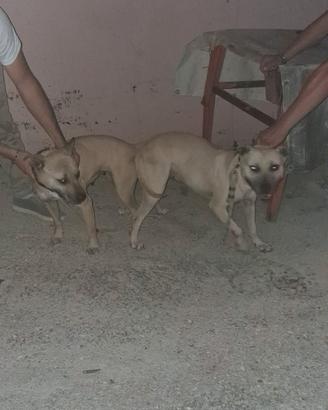 Cucciola pitbull adba