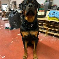 Rottweiler per monta