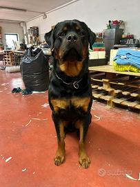 Rottweiler per monta