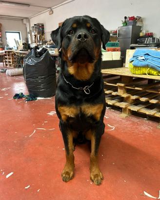 Rottweiler per monta