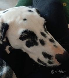 Dalmata di quasi 2 anni