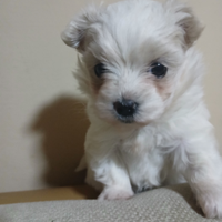 Maltese mini toy