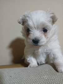 Maltese mini toy