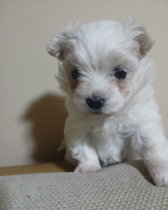 Maltese mini toy