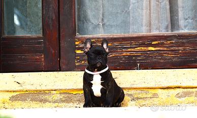 Femmina Bringee bouledogue francese