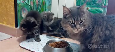 Cuccioli maine coon