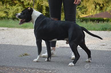 Amstaff per monta