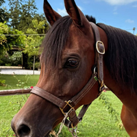 Cavallo Arabo