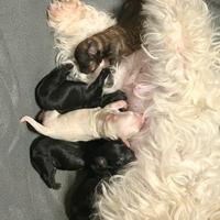 Maltipoo
