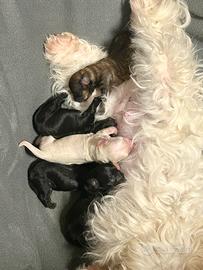 Maltipoo