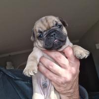 Buldog francesi maschi