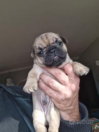 Buldog francesi maschi