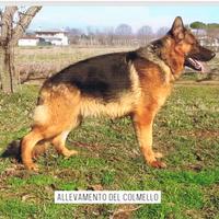 Asko pastore tedesco